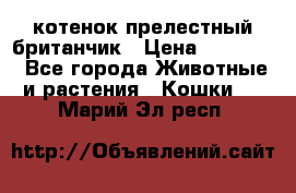 котенок прелестный британчик › Цена ­ 12 000 - Все города Животные и растения » Кошки   . Марий Эл респ.